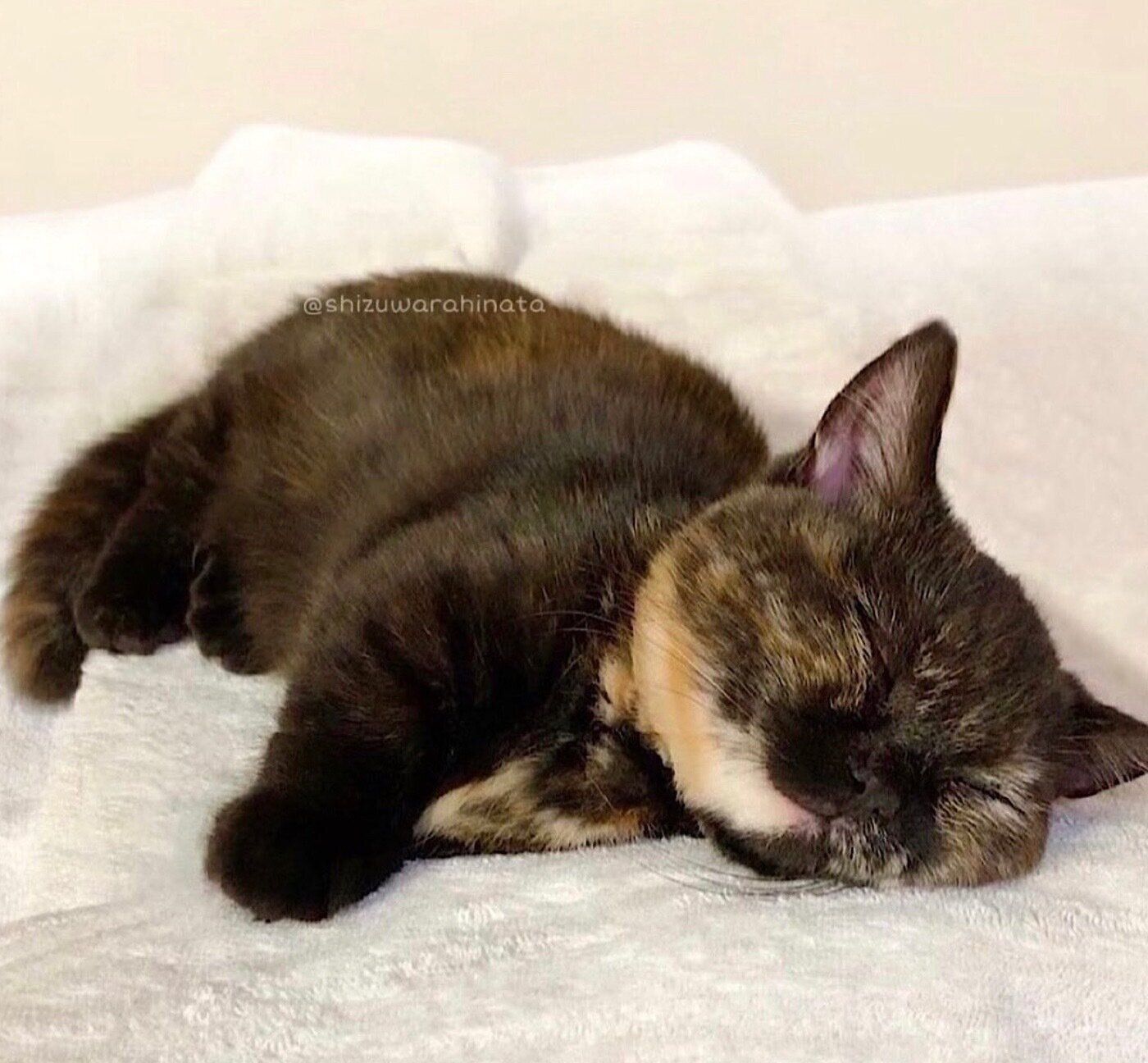 気持ちよさそうに眠るしずくちゃん