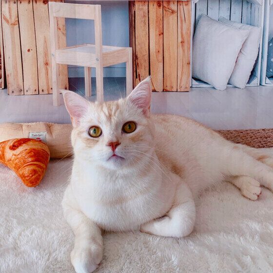 アメリカンショートヘアのそらくん