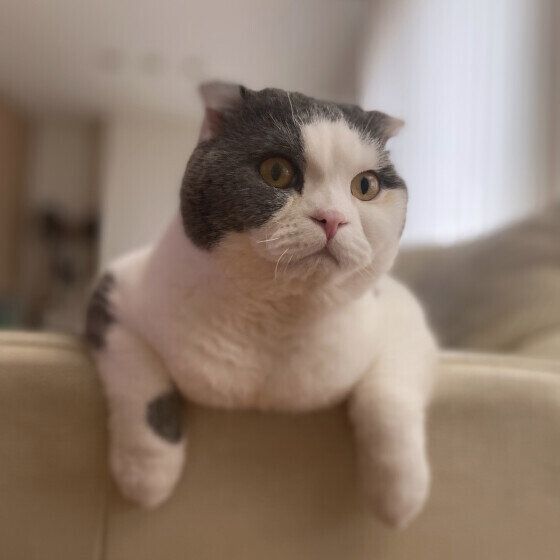 スコティッシュフォールド