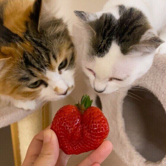 いちごと2匹の猫