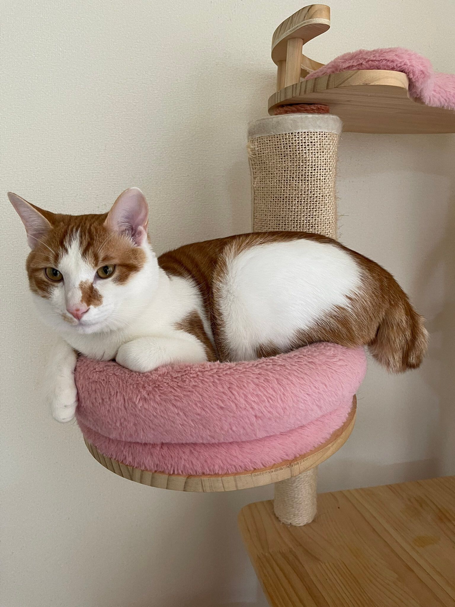 キャットタワーの上にいる子猫