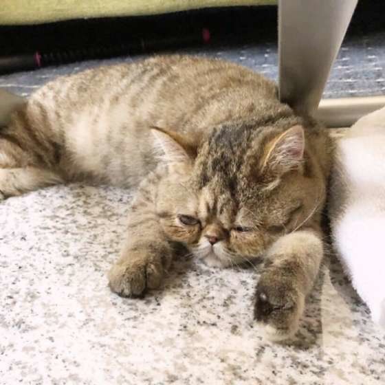 眠そうなエキゾチックショートヘア