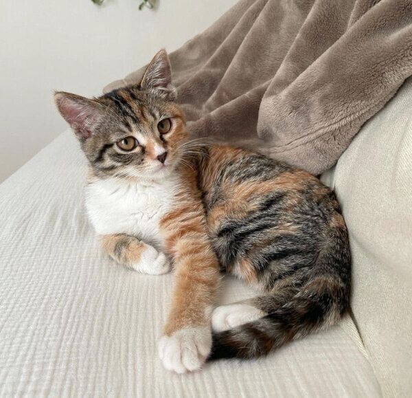 子猫時代のみそちゃん