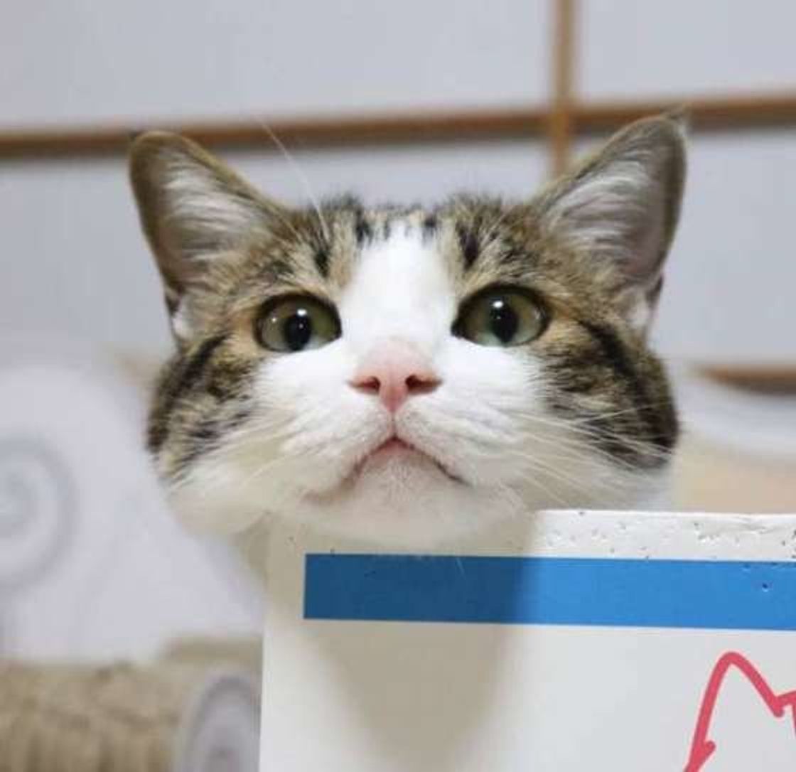 猫がくんくんとニオイを嗅ぐのはどうして 猫の 鼻 に注目 ねこのきもちweb Magazine 猫がくんくんとニオイを嗅ぐのはどうして 猫の 鼻 に注目 ねこのきもちweb Magazine