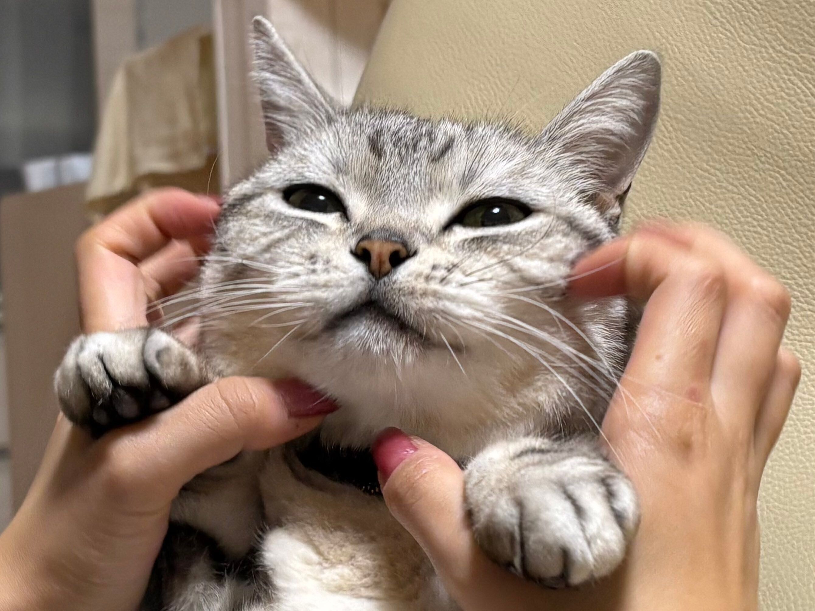 娘さんに揉まれるサスケくん