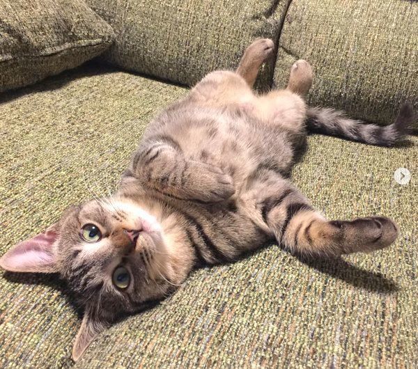 ヘソ天するサボちゃん