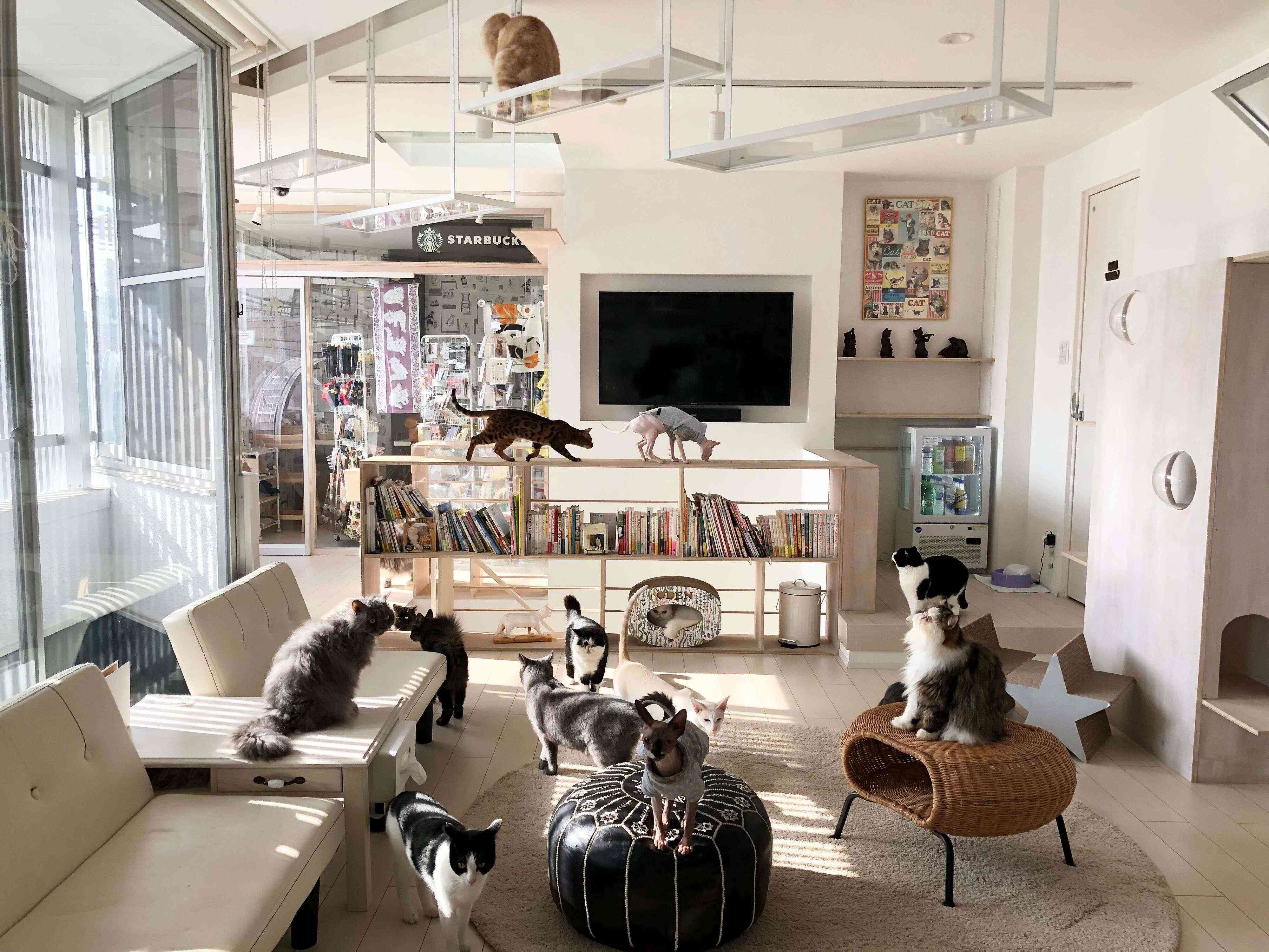 住宅兼店舗のため広々と明るい室内が特徴的