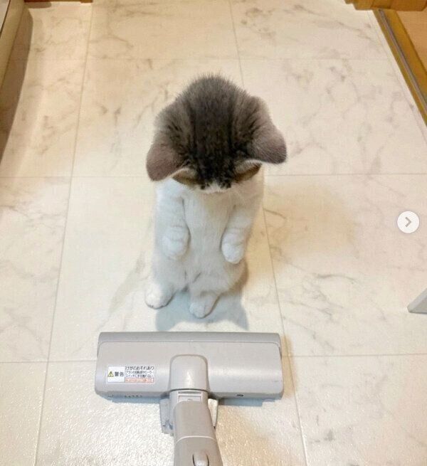 掃除機を見つめるチノちゃん