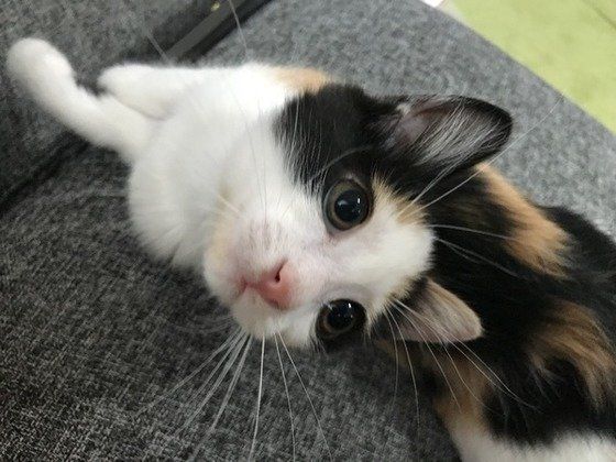 ねこのきもち投稿写真ギャラリー