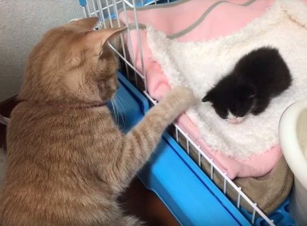 子猫を見守るニャンコ