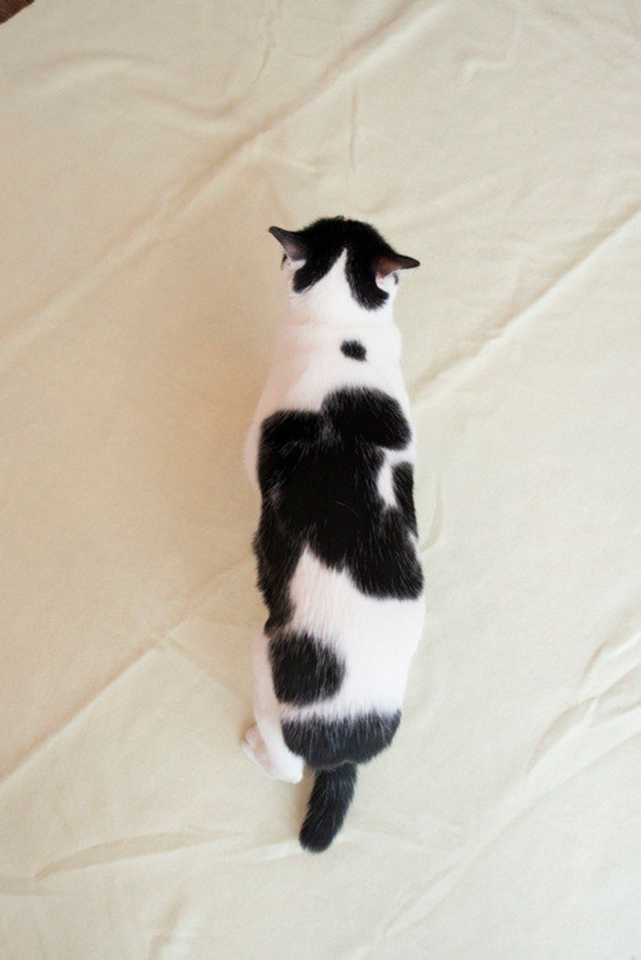 専門家監修 猫のダイエット方法 体型チェックの方法や食事管理 心配な病気について解説 ねこのきもちweb Magazine 専門家監修 猫のダイエット方法 体型チェックの方法や食事管理 心配な病気について解説 ねこのきもちweb Magazine