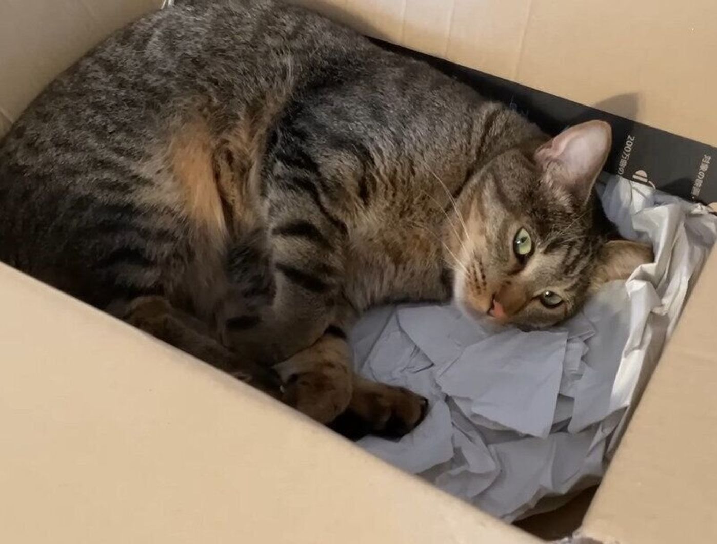 暑くてそれぞれに 溶ける 猫 ネットショッピングで届いたみたい ねこのきもちweb Magazine 暑くてそれぞれに 溶ける 猫 ネットショッピングで届いたみたい ねこのきもちweb Magazine