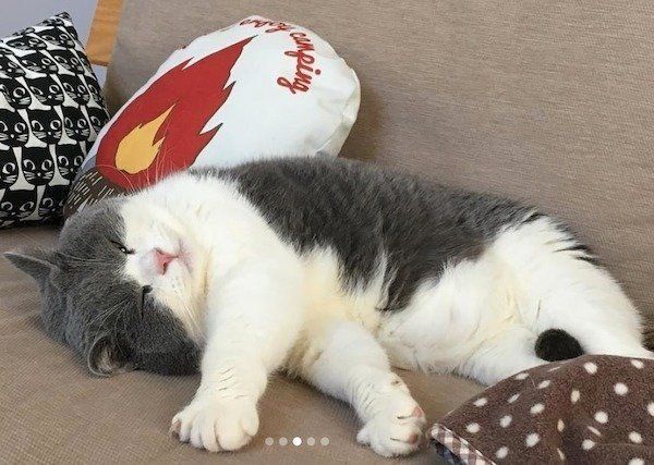 ワンコをお迎えするブリティッシュショートヘア