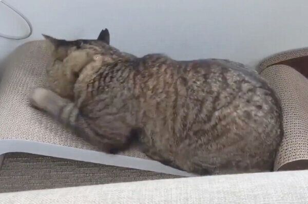 爪とぎをしようとする烈くん