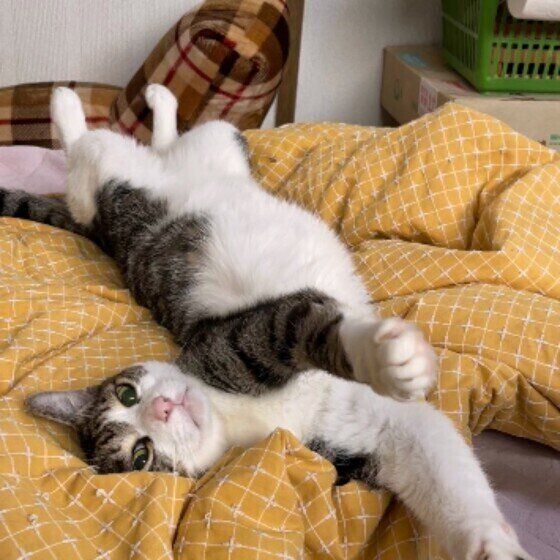 体をクネクネする猫