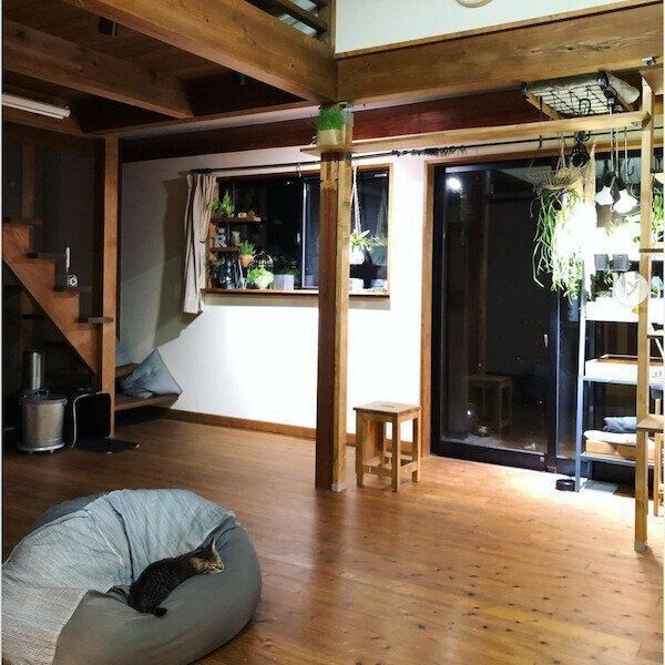 DIYキャットタワーとキャットウォーク