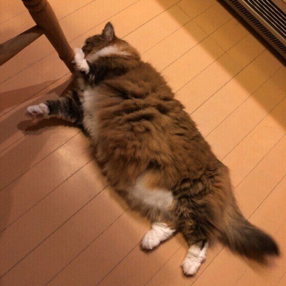 しっぽをパタパタしているダヤンちゃん