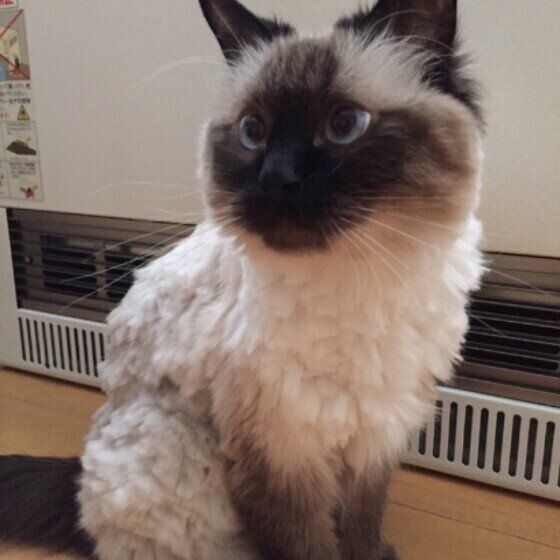 サマーカットしたラグドールのニャンタちゃん