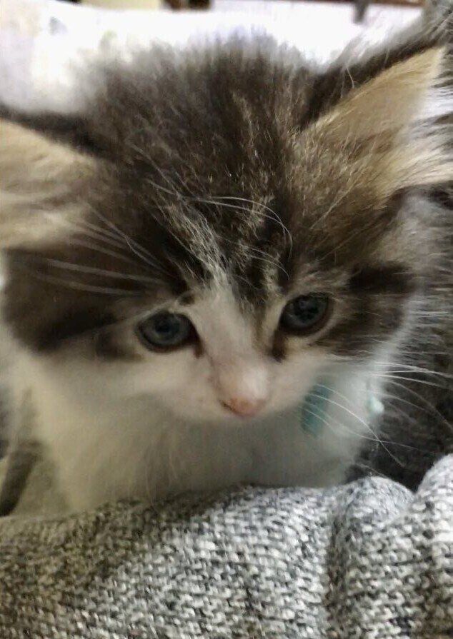 飼い主に初めて会ったときのサイベリアン