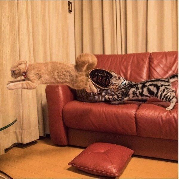 追いかけっこをするアメリカンショートヘアとスコティッシュフォールド