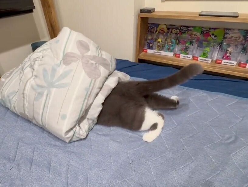 不思議な遊びをするごましおくん