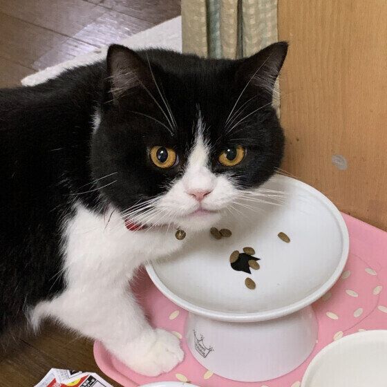 マンチカンのにゃんぱちくん