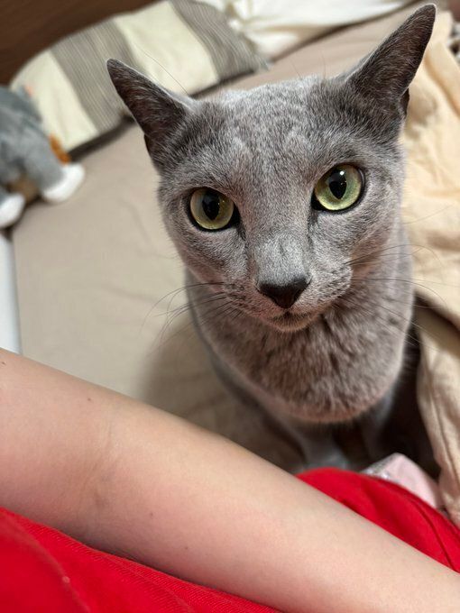 飼い主を見つめるロシアンブルー