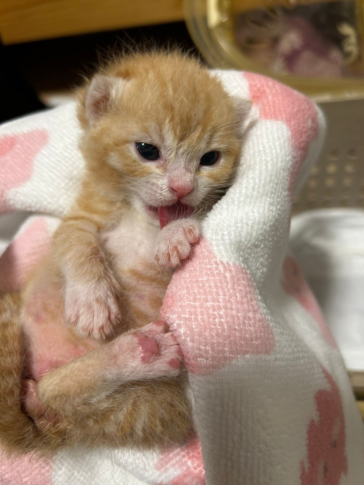 保護当初の猫