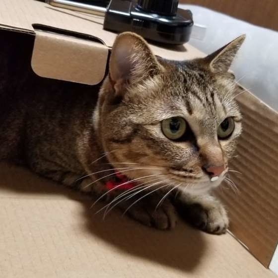 箱の中に入るキジトラ