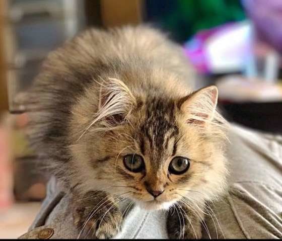 膝の上で遊ぶペルシャ