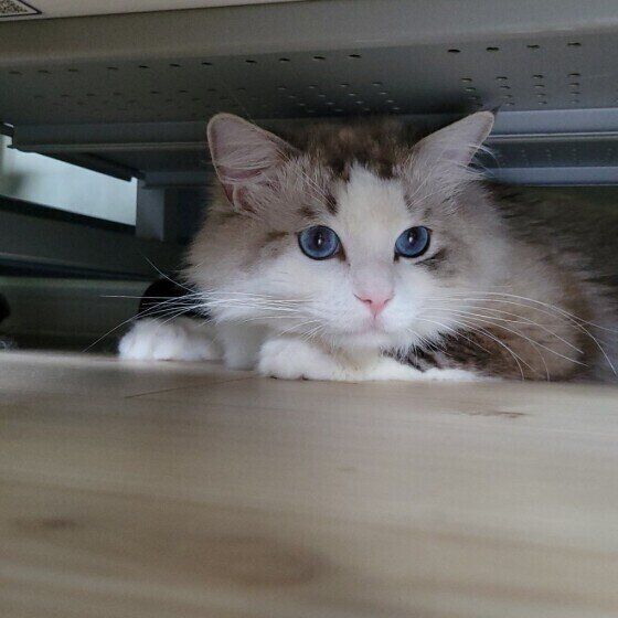 家具の下に潜り込むラグドール