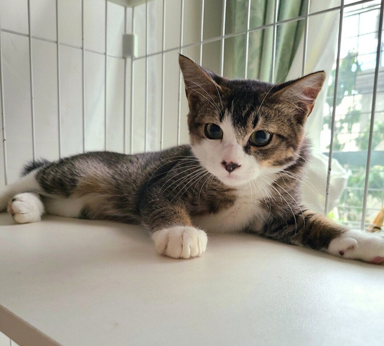 生後推定3カ月のころに撮影したあずきくん。