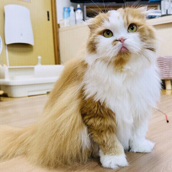 スコティッシュフォールド・ロングヘアのはなちゃん