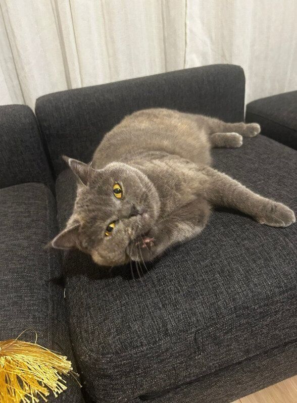 ソファでくつろぐブリティッシュショートヘア