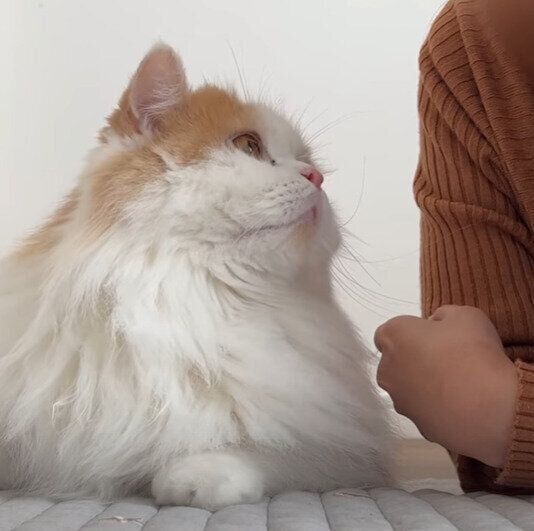 不思議そうなレモンちゃん