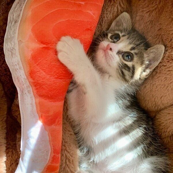 おもちゃの「鮭の切り身」に抱きつくクロエちゃん