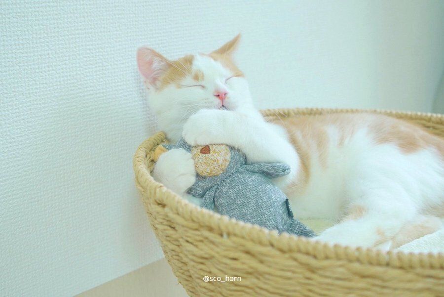 ぬいぐるみを抱っこするホルンくん（スコティッシュフォールド、オス）