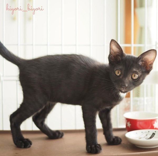 黒猫の月ちゃん