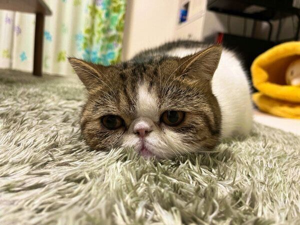 くつろぐチャペくん