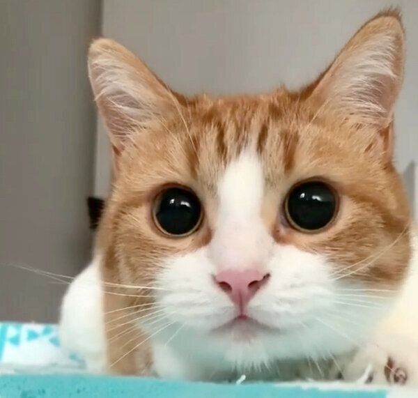 見つめる茶太くん