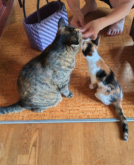 仲良くおやつを食べるハナちゃん(左)とメイちゃん(右)