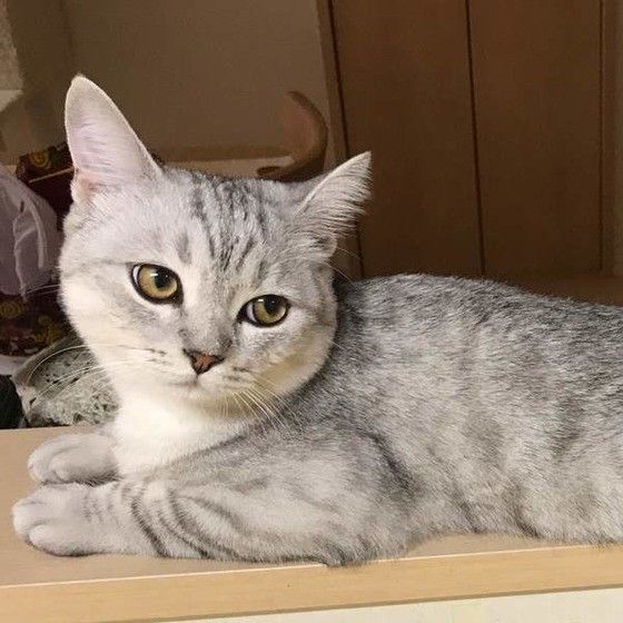 くつろぐセルカークレックス