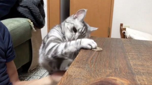 コインで遊ぶアメリカンショートヘア