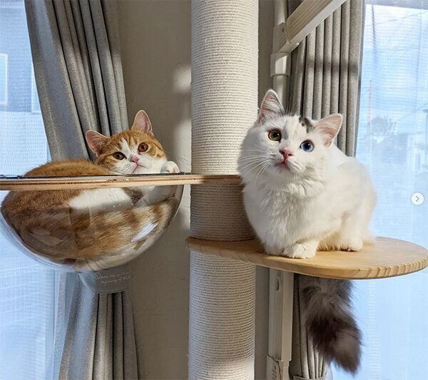 テテちゃん、ピノくん