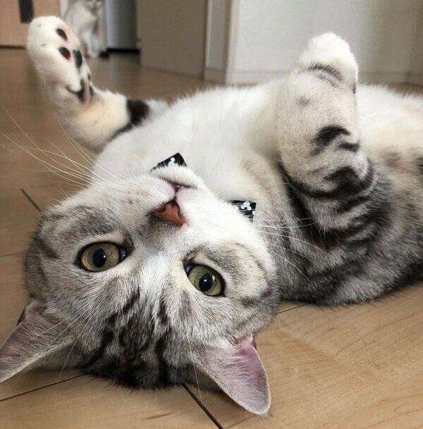 寝転がるうたちゃん