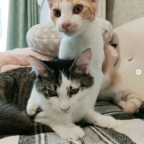 仲良しなこむぎくん、やまとくん