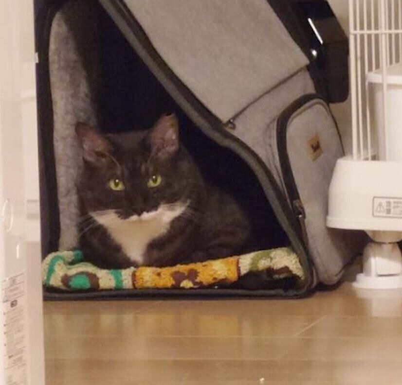 お迎え当初の保護猫