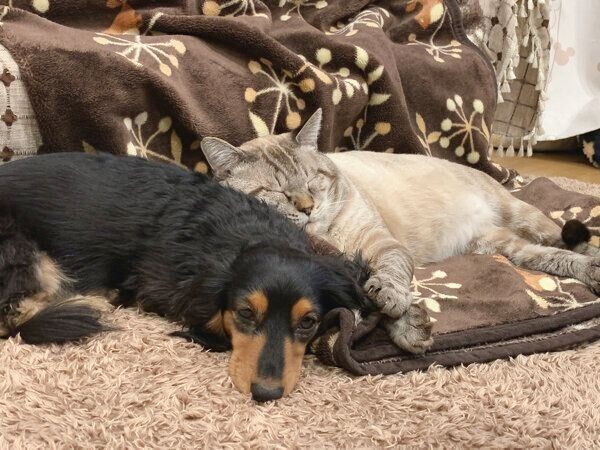 気持ちよさそうに眠るしろくん