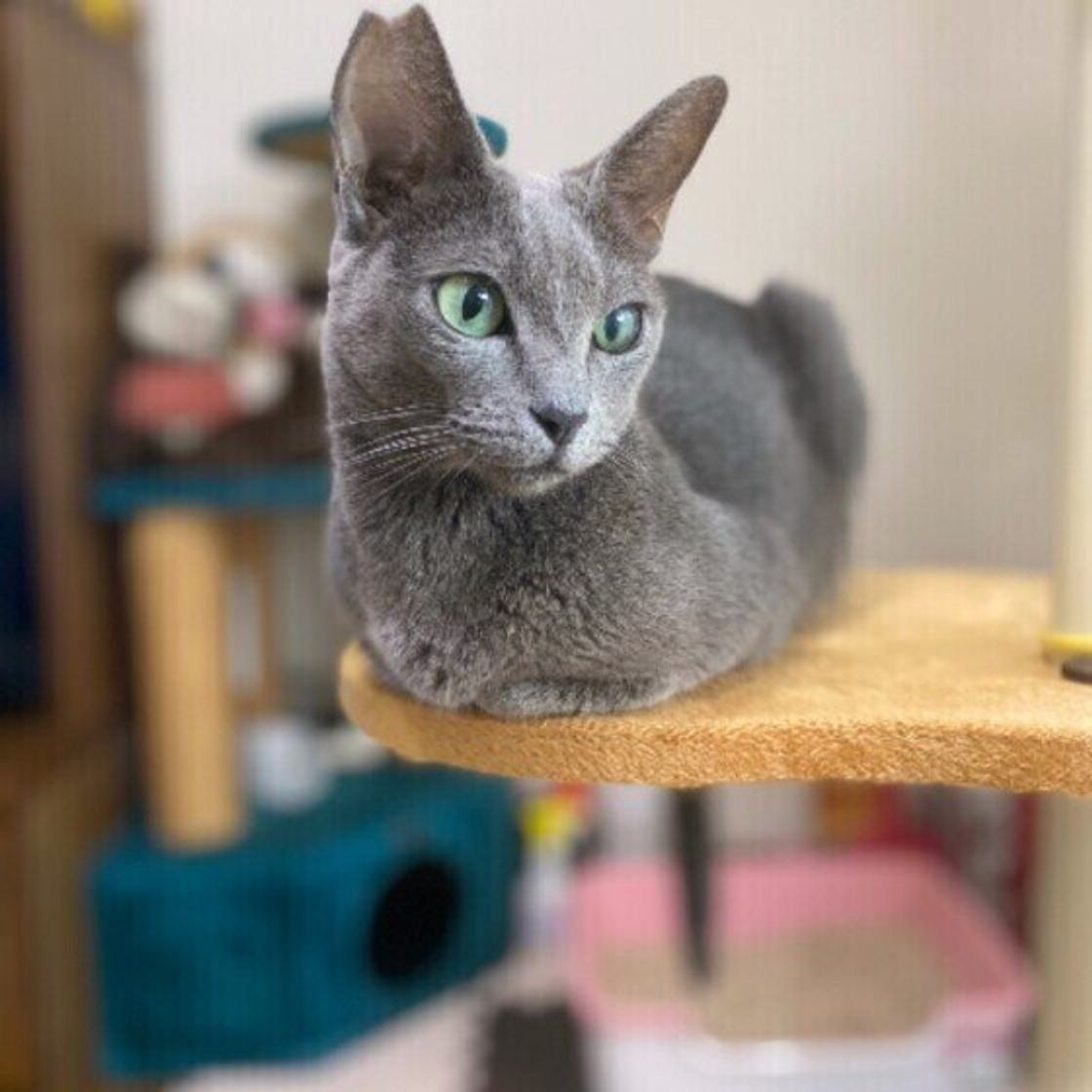 猫の1匹飼い 寂しくないの メリットとデメリット ねこのきもちweb Magazine