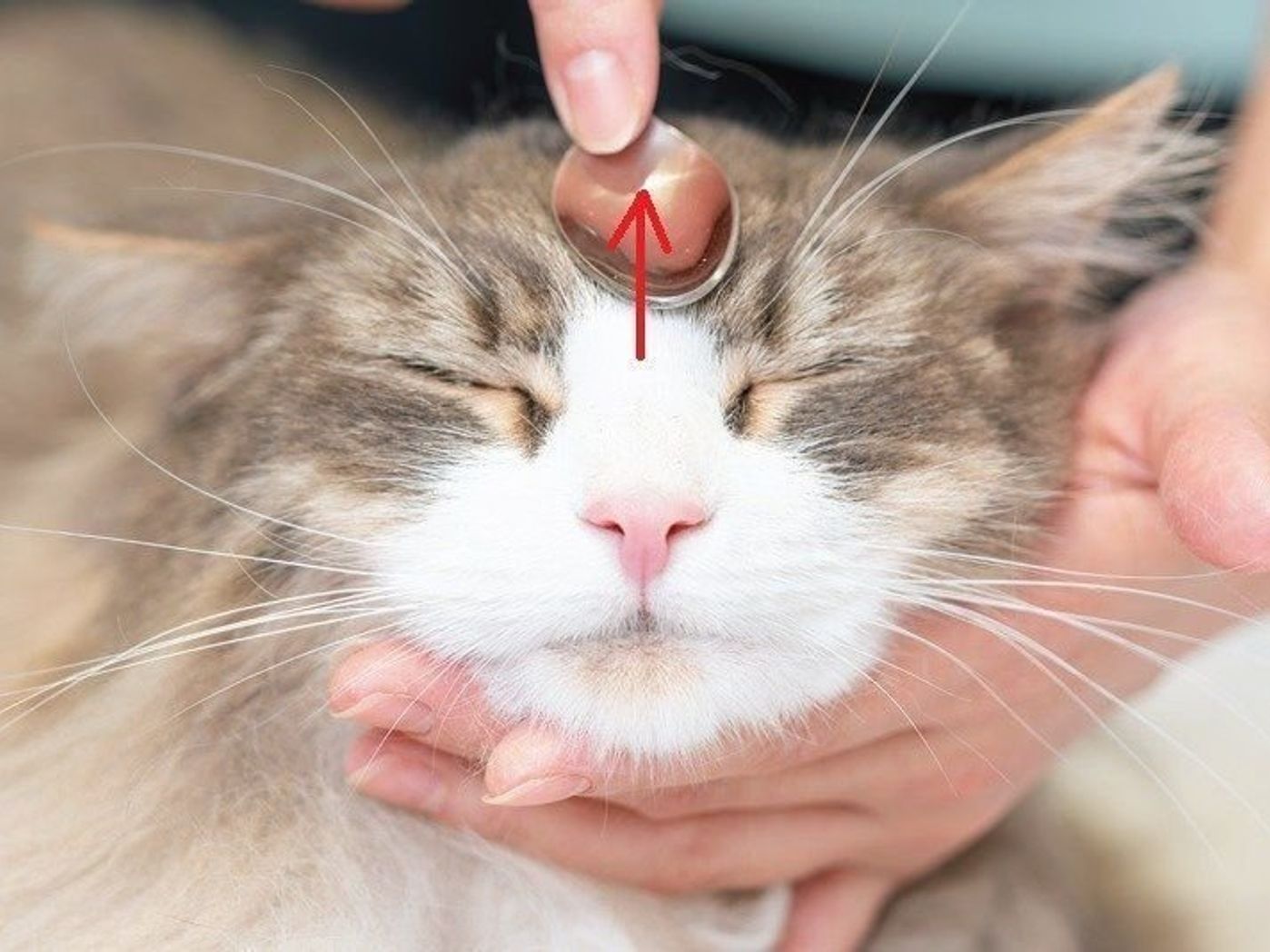 猫の疲れを癒すおススメ 顔周りのツボ押しマッサージ ねこのきもちweb Magazine 猫の疲れを癒すおススメ 顔周りのツボ押しマッサージ ねこのきもちweb Magazine